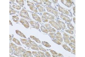 Immunohistochemistry of paraffin-embedded Mouse stomach using MSMB Polyclonal Antibody at dilution of 1:100 (40x lens). (MSMB antibody)