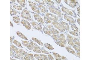 Immunohistochemistry of paraffin-embedded Mouse stomach using MSMB Polyclonal Antibody at dilution of 1:100 (40x lens). (MSMB antibody)