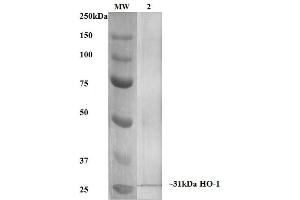 Western Blot analysis of Human, Mouse, Rat Rat Kidney Lysate showing detection of ~31 kDa HO-1 protein using Mouse Anti-HO-1 Monoclonal Antibody, Clone 6B8-2F2 . (HMOX1 antibody  (Atto 594))