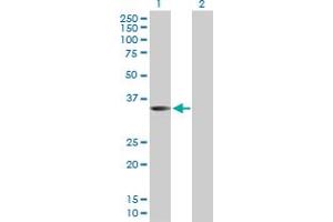 Western Blot analysis of WNT9B expression in transfected 293T cell line by WNT9B MaxPab polyclonal antibody. (WNT9B antibody  (AA 1-329))