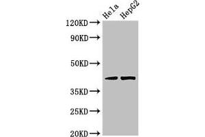 Western Blot Positive WB detected in: Hela whole cell lysate, HepG2 whole cell lysate All lanes: PRKACG antibody at 3. (PRKACG antibody  (Catalytic Subunit gamma))