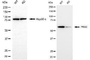 Western blotting analysis using PKM2 antibody (ABIN7800085). (Recombinant PKM2 antibody)