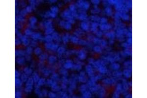 Immunofluorescence analysis of Rat spleen tissue using Phospho-IkB alpha (Ser32/S36) Polyclonal Antibody at dilution of 1:200 (NFKBIA antibody  (pSer32, pSer36))