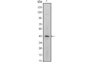 Western blot analysis using ITGA5 mouse mAb against ITGA5-hIgGFc transfected HEK293 cell lysate. (ITGA5 antibody)