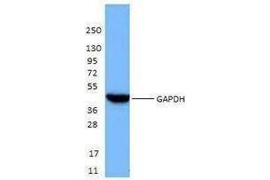 Western Blotting (WB) image for anti-Glyceraldehyde-3-Phosphate Dehydrogenase (GAPDH) antibody (ABIN2666338) (GAPDH antibody)