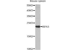 Western blot analysis of extracts of mouse spleen, using RPA3 antibody. (RPA3 antibody)