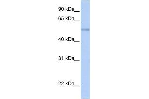 WB Suggested Anti-ZNF434 Antibody Titration:  0. (Zinc Finger and SCAN Domain Containing 32 (ZSCAN32) (N-Term) antibody)