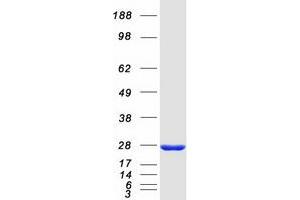 Validation with Western Blot (PEBP1 Protein (Myc-DYKDDDDK Tag))