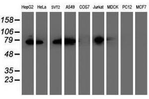Image no. 6 for anti-Protein Disulfide Isomerase Family A, Member 4 (PDIA4) antibody (ABIN1500110) (PDIA4 antibody)