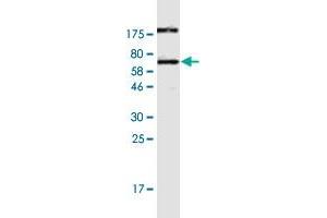 Western Blot detection against Immunogen (63. (CALU antibody  (AA 1-315))