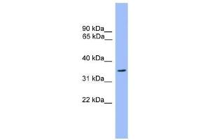 Western Blot showing OR2C3 antibody used at a concentration of 1.
