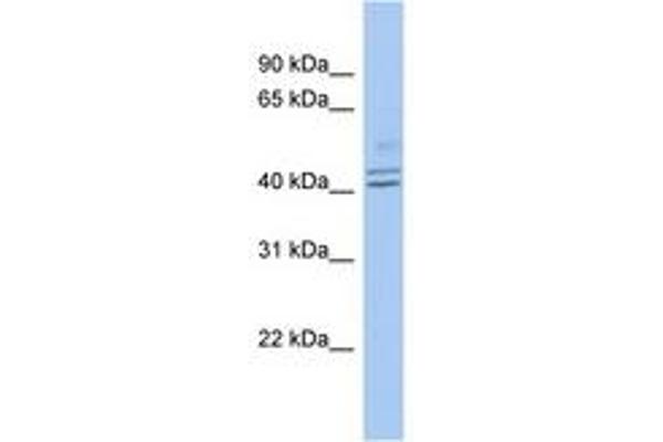 PROCA1 antibody  (C-Term)