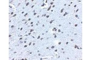 Immunohistochemistry of APP in mouse brain tissue with APP antibody at 2. (APP antibody  (N-Term))