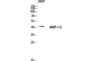 Western Blot (WB) analysis of 293T lysis using MKP-1/2 antibody. (MKP-1/2 antibody  (Lys92))
