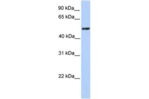 Western Blotting (WB) image for anti-Zinc Finger and BTB Domain Containing 9 (ZBTB9) antibody (ABIN2461995) (ZBTB9 antibody)