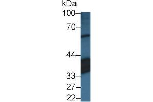 Western Blot; Sample: Porcine Eye lysate; Primary Ab: 3µg/ml Rabbit Anti-Human RLBP1 Antibody Second Ab: 0. (RLBP1 antibody  (AA 1-317))