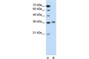 Western Blotting (WB) image for anti-Pipecolic Acid Oxidase (PIPOX) antibody (ABIN2462587) (PIPOX antibody)