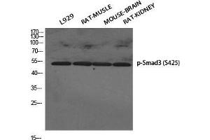 Western Blot (WB) analysis of specific cells using Phospho-Smad3 (S425) Polyclonal Antibody.