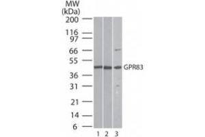 Image no. 3 for anti-G Protein-Coupled Receptor 83 (GPR83) (AA 200-250) antibody (ABIN207664) (GPR83 antibody  (AA 200-250))