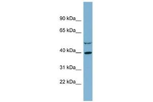 IDH3A antibody used at 1 ug/ml to detect target protein.