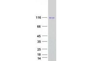 Western Blotting (WB) image for Diacylglycerol Kinase, zeta (DGKZ) (Transcript Variant 2) protein (Myc-DYKDDDDK Tag) (ABIN2719200)
