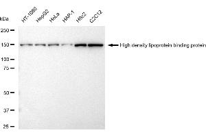 Western blotting analysis using High density lipoprotein binding protein antibody (ABIN7798908).