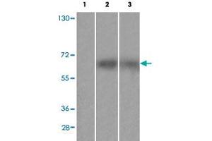 Western blot analysis of Lane 1: antigen-specific peptide treated Huvec cells, Lane 2: HuvEc cells, Lane 3: JK cells with FRS2 (phospho Y436) polyclonal antibody  at 1:500-1000 dilution.