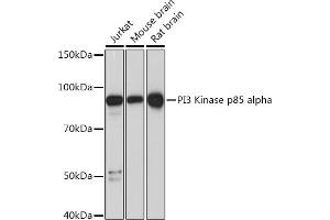 Western blot analysis of extracts of various cell lines, using PI3 Kinase p85 alpha Rabbit mAb (ABIN7269319) at 1:1000 dilution. (PIK3R1 antibody)