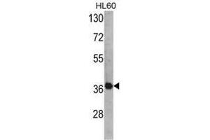 Image no. 1 for anti-Activator of HSP90 ATPase Activity 1 (AHSA1) (N-Term) antibody (ABIN452726) (AHSA1 antibody  (N-Term))