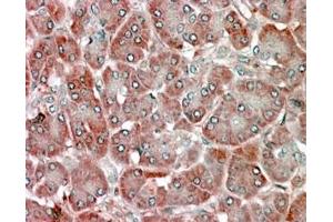 ABIN185365 (5µg/ml) staining of paraffin embedded Human Pancreas. (RBP1 antibody  (C-Term))