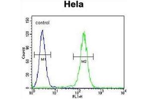 Flow cytometric analysis of Hela cells using LARS Antibody (N-term) Cat. (LARS antibody  (N-Term))