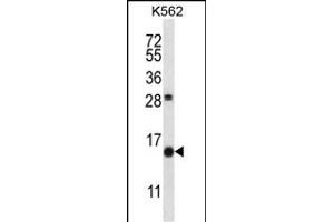 SCGB1D2 Antibody (Center) (ABIN657715 and ABIN2846703) western blot analysis in K562 cell line lysates (35 μg/lane). (SCGB1D2 antibody  (AA 22-50))