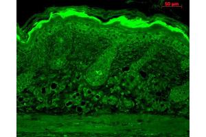 Immunohistochemistry analysis using Rabbit Anti-Calnexin-CT Polyclonal Antibody . (Calnexin antibody  (C-Term) (FITC))