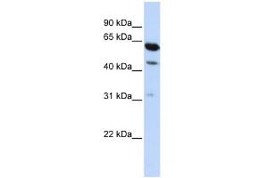 WB Suggested Anti-HEPACAM2 Antibody Titration:  0. (HEPACAM2 antibody  (Middle Region))