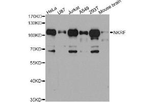Western blot analysis of extracts of various cell lines, using NKRF antibody (ABIN5972800) at 1/1000 dilution. (NKRF antibody)