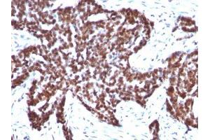 Image no. 5 for anti-Cyclin B1 (CCNB1) antibody (ABIN6161660) (Cyclin B1 antibody)