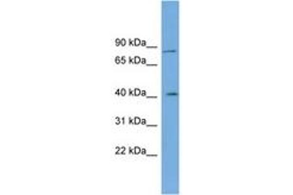 CPXM1 antibody  (AA 575-624)