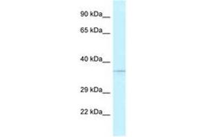 Image no. 1 for anti-AlkB, Alkylation Repair Homolog 1 (ALKBH1) (AA 97-146) antibody (ABIN6747542) (ALKBH1 antibody  (AA 97-146))