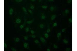 Immunofluorescence (IF) image for anti-Aryl Hydrocarbon Receptor Nuclear Translocator (ARNT) antibody (ABIN1496730) (ARNT antibody)