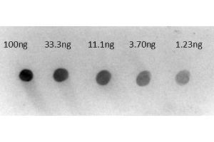 Dot Blot of Rabbit Anti-Human IgG gamma chain Alkaline Phosphatase Conjugated Antibody. (Rabbit anti-Human IgG (Heavy Chain) Antibody (Alkaline Phosphatase (AP)) - Preadsorbed)
