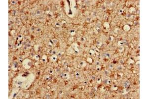 Immunohistochemistry of paraffin-embedded human brain tissue using ABIN7164948 at dilution of 1:100 (PSMA2 antibody  (AA 120-227))