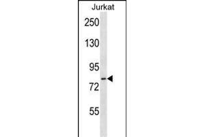 HJURP Antibody (C-term) (ABIN657329 and ABIN2846399) western blot analysis in Jurkat cell line lysates (35 μg/lane).