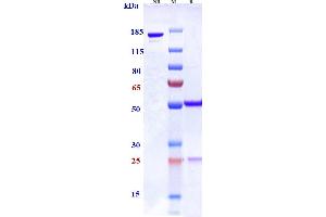 Anti-SLAMF7 / CS1 Reference Antibody (PDL241) on SDS-PAGE under reducing (R) condition.