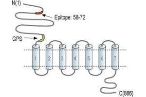 anti-Egf-Like Module Containing, Mucin-Like, Hormone Receptor-Like 1 (EMR1) (AA 58-72), (Extracellular), (N-Term) antibody