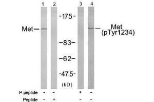 Image no. 1 for anti-Met Proto-Oncogene (MET) (pTyr1234) antibody (ABIN196973) (c-MET antibody  (pTyr1234))