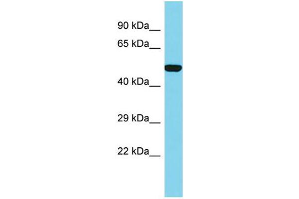 SLC35E1 antibody  (C-Term)