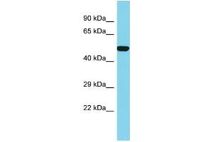 Host: Rabbit Target Name: SLC35E1 Sample Type: 293T Whole Cell lysates Antibody Dilution: 1.
