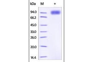 Mouse gp130, His Tag on SDS-PAGE under reducing (R) condition. (CD130/gp130 Protein (AA 23-617) (His tag))