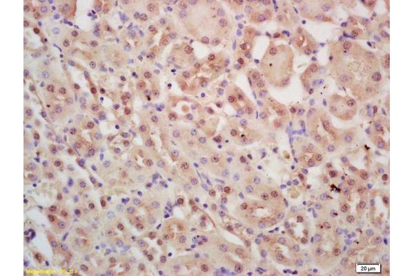 INTS3 antibody  (AA 960-998)