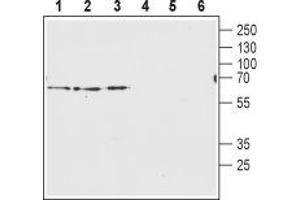 Western blot analysis of rat brain membranes (lanes 1 and 4), mouse brain membranes (lanes 2 and 5) and human U-87 MG glyoblastoma lysates (lanes 3 and 6): - 1-3. (SLC32A1 antibody  (Cytosolic, N-Term))